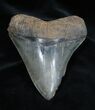 Huge And Very Serrated Inch Meg Tooth #1654-1